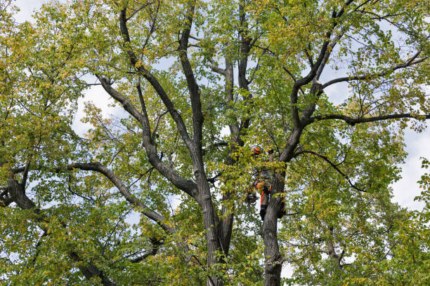 Best Fruit Tree Pruning  in Dell Rapids, SD